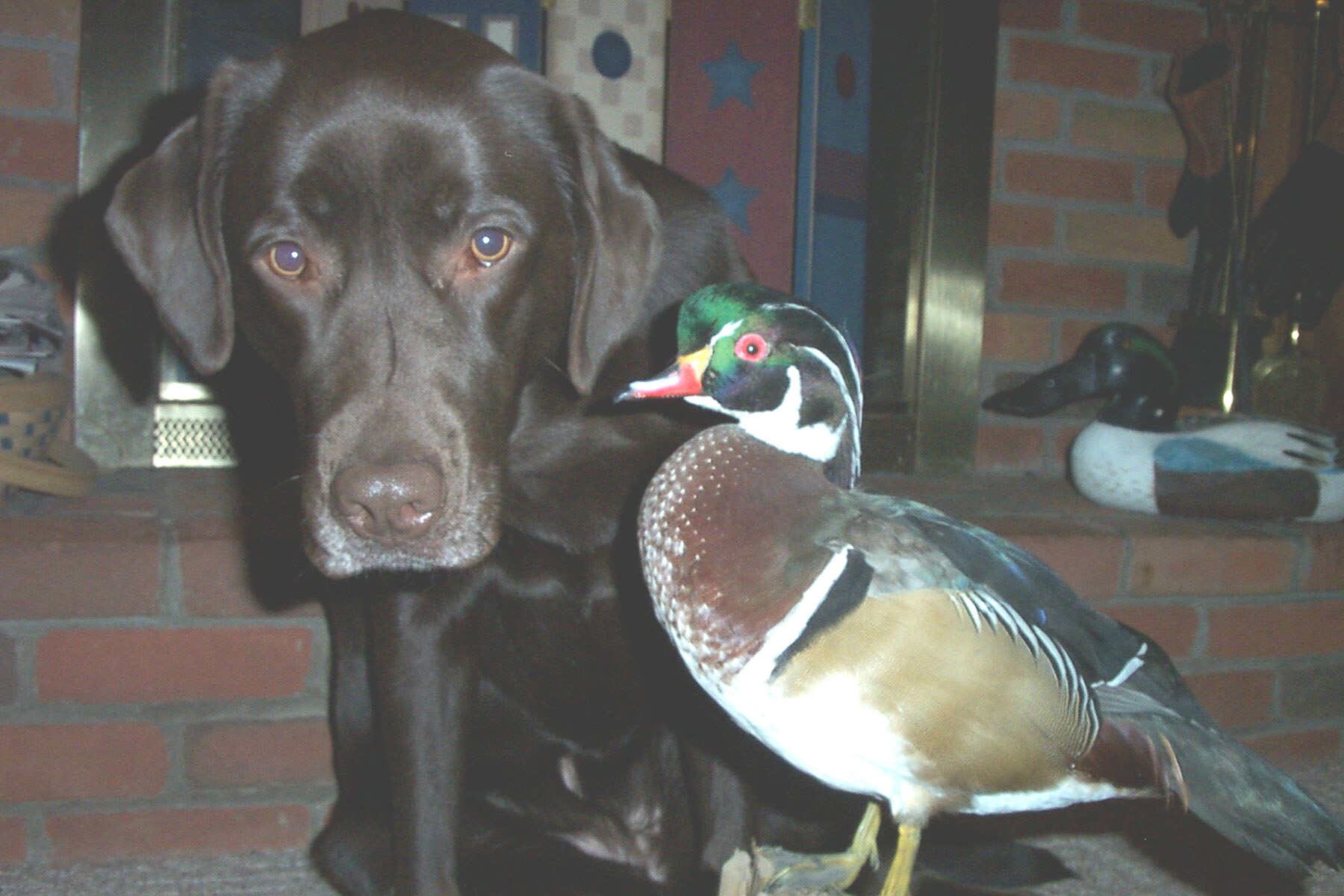 Sandy, Sierra and Melody, Mikes knee, Watching the Outdoor Channel